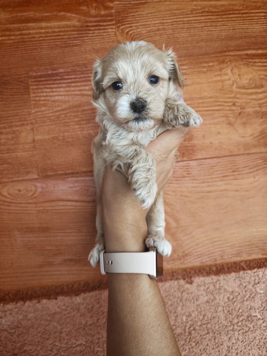 Maltipoo piesek chłopczyk szczeniaczek