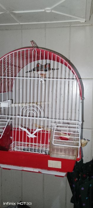 Gaiola +casalandarins