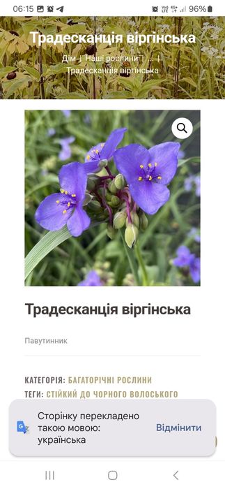 Традескансія віргінська