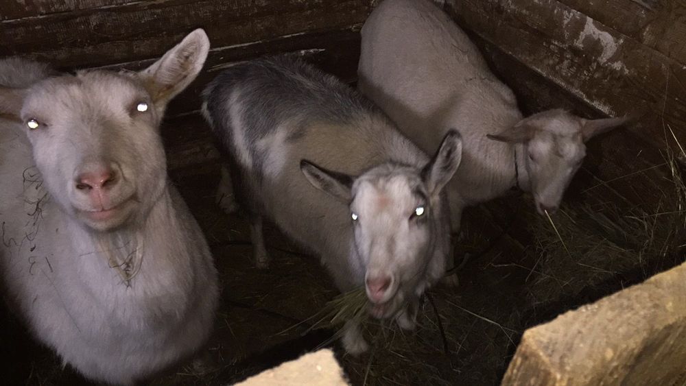 Продаються молоді кози