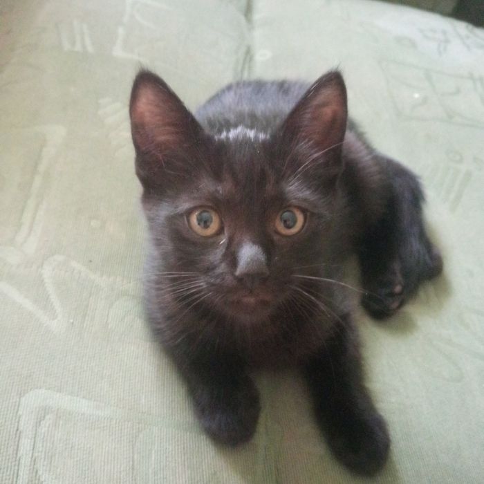 Кошенята шукають родину.