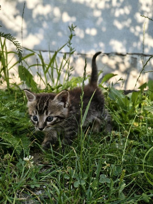 2 котика і 1 киця