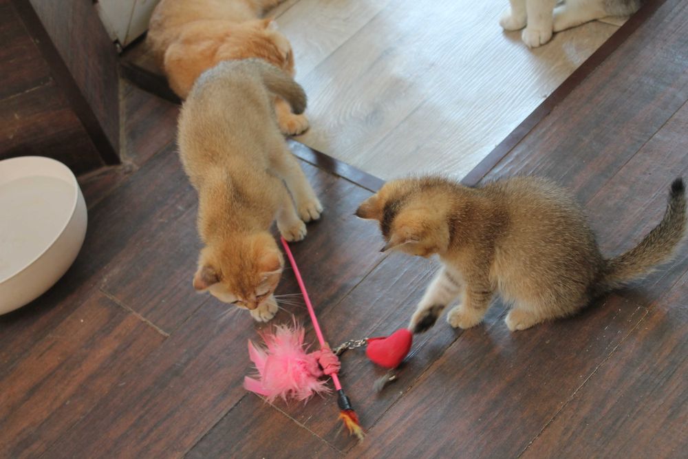 Яскраві котята золото1 шиншилли