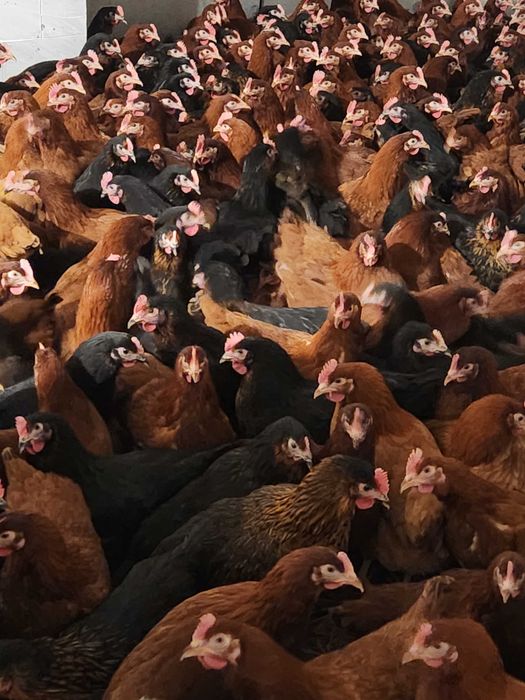Kury nioski Rosa z wolnego wybiegu. Leghorn z jajkiem. Dowód Gratis.
