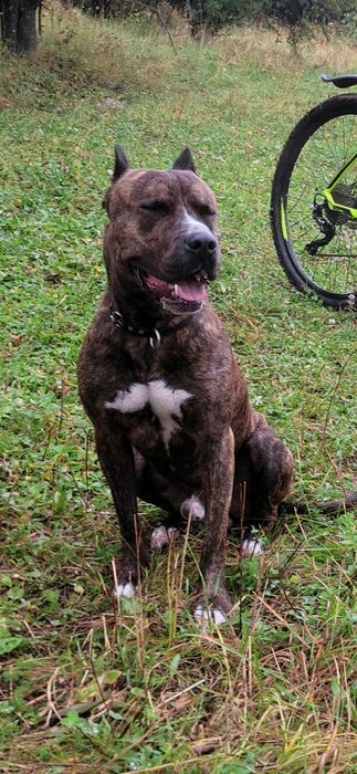 Вязка питбультерьера