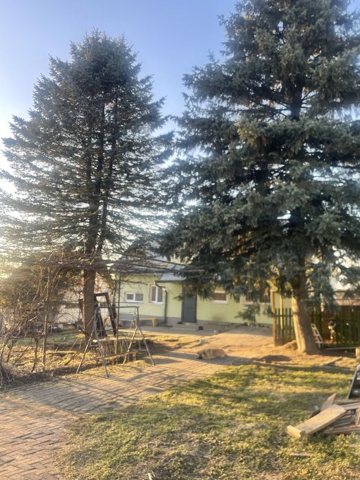 Віддам   безкоштовно  сосни