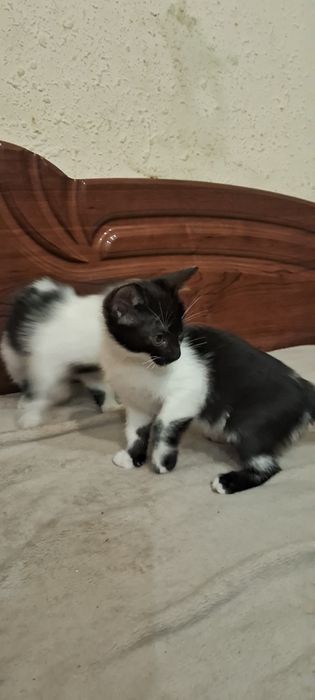 Кошенята в добрі руки