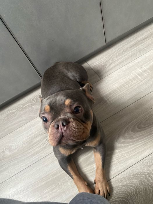 Терміново. Французький бульдог, слухняна дівчинка Боня