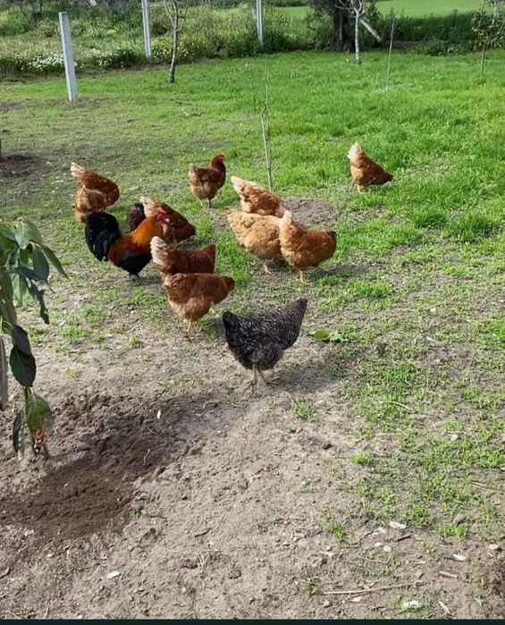 Ovos de galinhas caseiros.