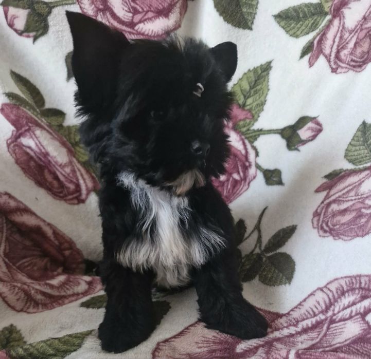 York black piesek z rodowodem