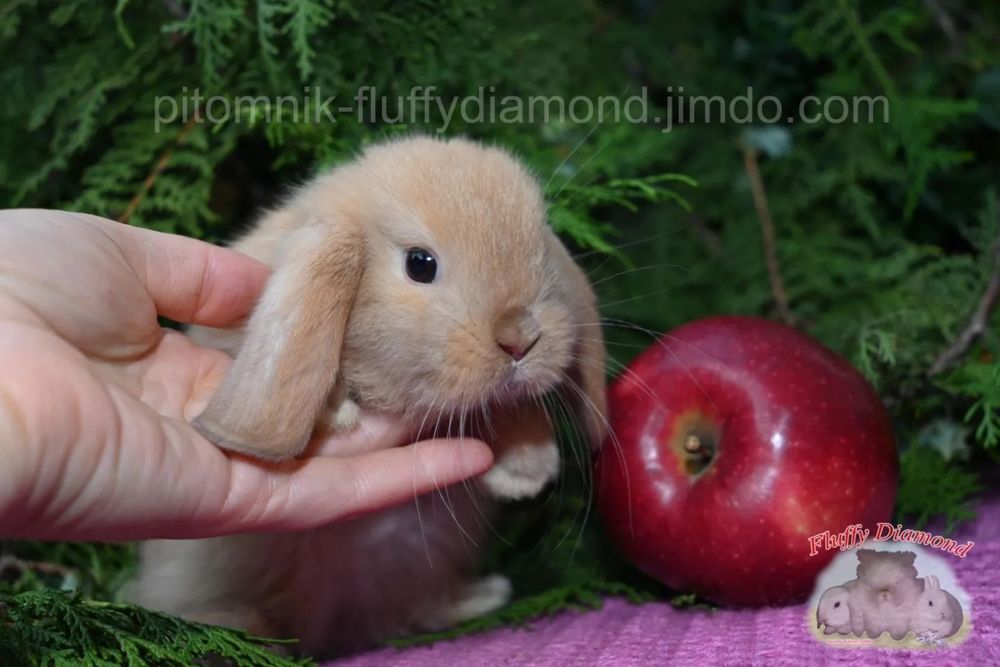 Яскраві кроленята. Висловухий кролик NHD
