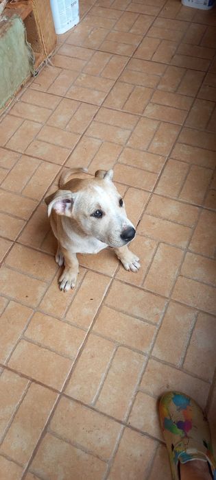 Animais domésticos