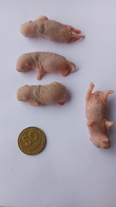 Кормовые крысы своего разведения