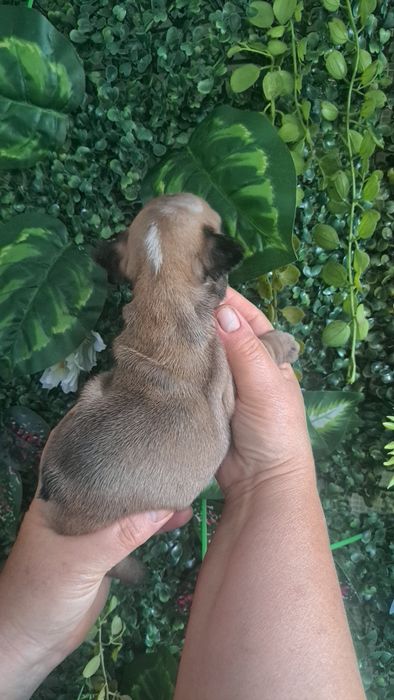 Bulldog francês  fawn