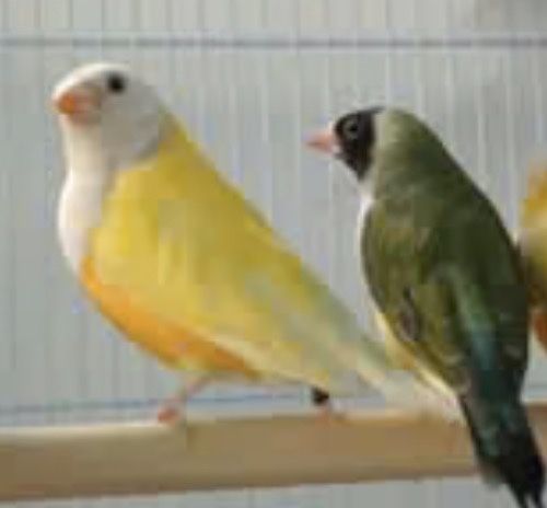Diamante de gould lutinos e portadores de lutinos