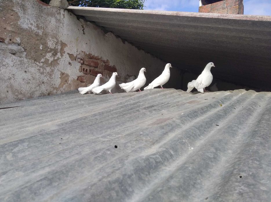 Pombas brancas rabo leque