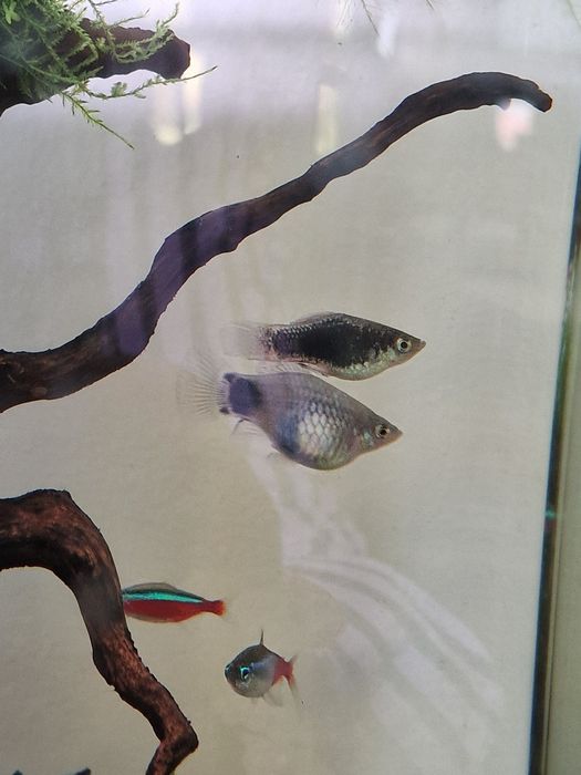 Alvinos e juvenis platys mickey e azuis escuros