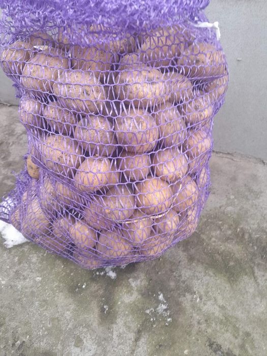 Картопля насінева КОНЕКТ