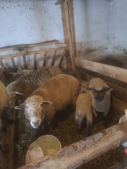 Owce z  jagnieta  miesne Tryki