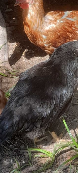 Aves do campo  bonitas