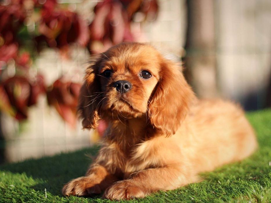 Кавалер Кінг Чарльз спаніель