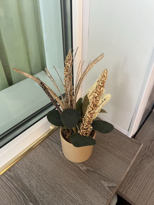 Продам новый цветок