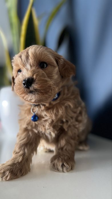 Maltipoo piesek - Surimi