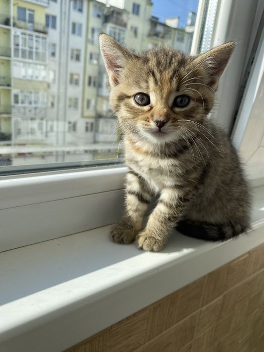 Продаються кошенята шотландці