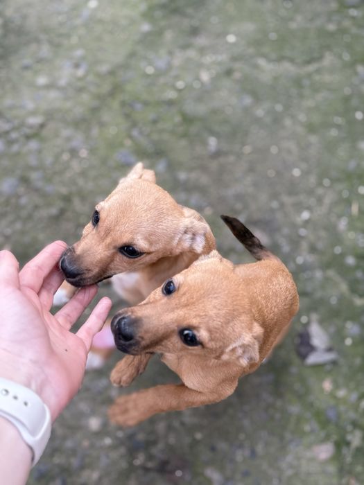 Собачки, 4 цуцика