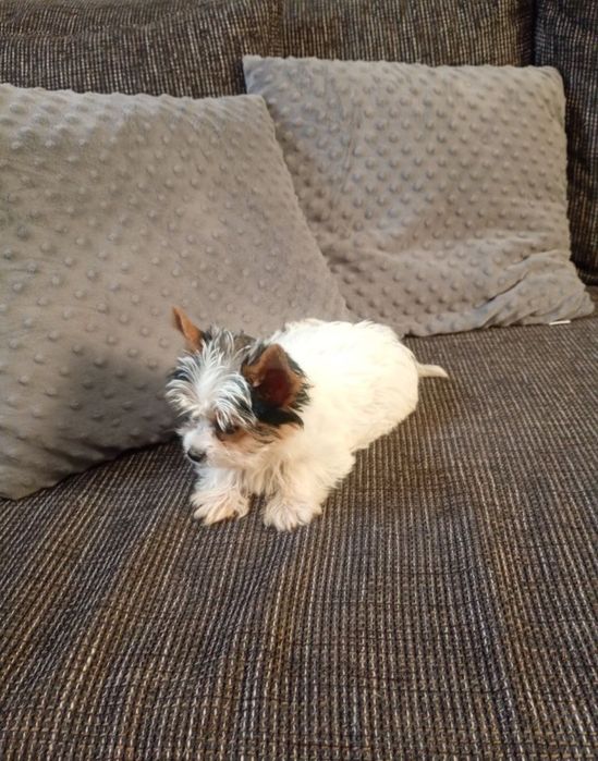 Mini suczka Yorkshire Terrier Biewier
