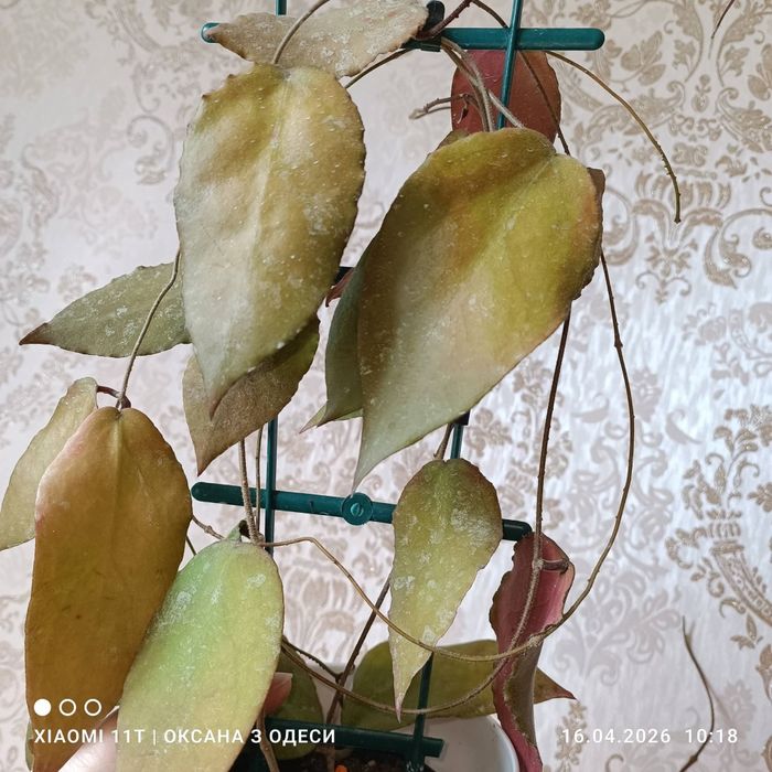 Hoya caudata big green leaves