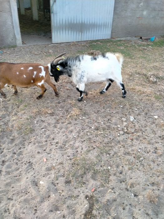 Cabrito /bode micro anao