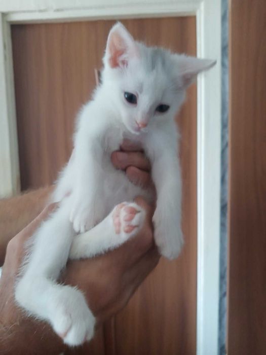 Котенята в добрі руки