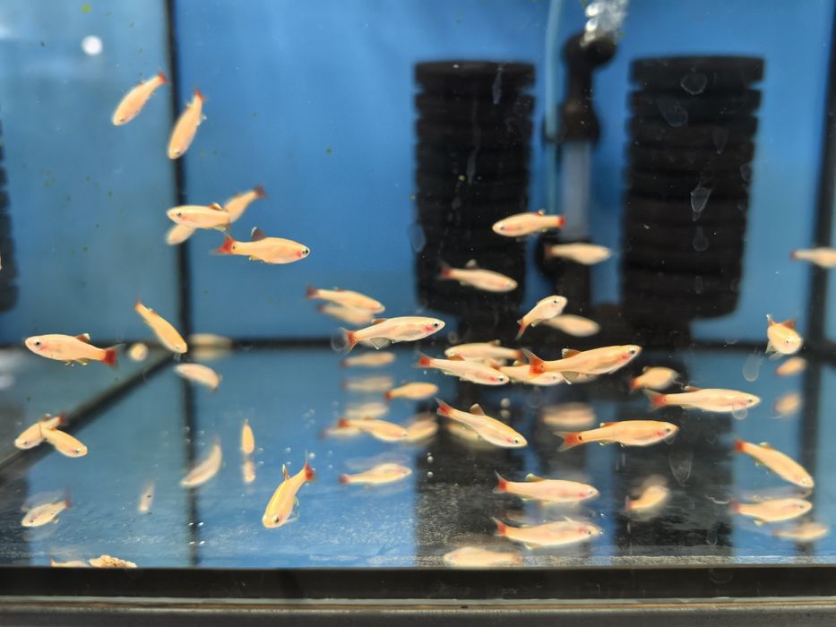 Kardynałek Złoty ławica 10 sztuk