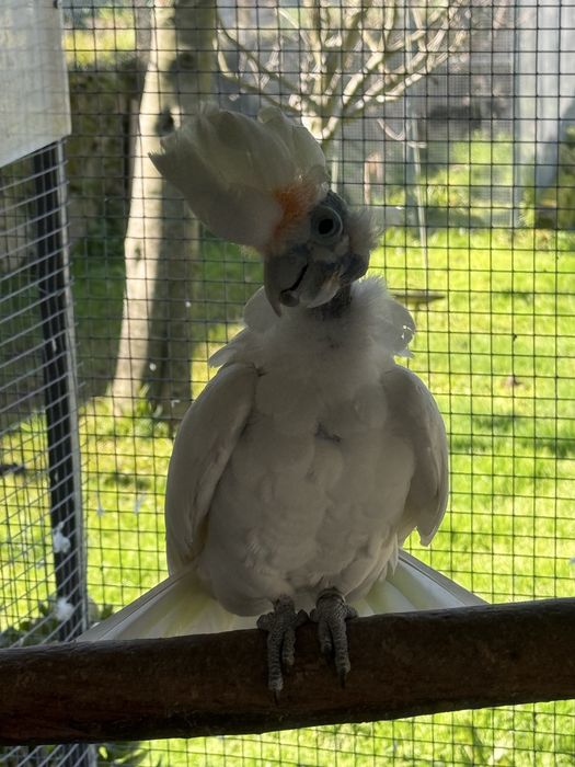 Cacatua Ducorpsi macho adulto