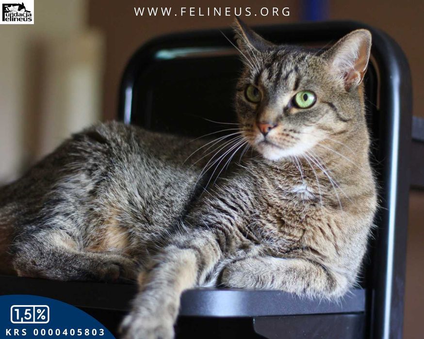 Bura spokojna kotka szuka domu