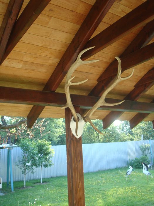 Продаю роги оленя