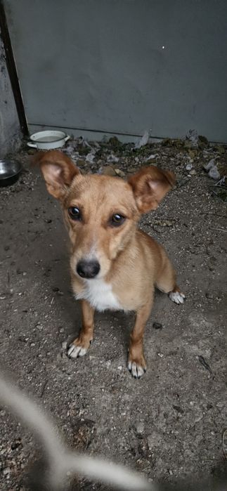 Podenga anã para adopção