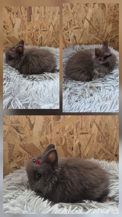 Karzełki Teddy Mini