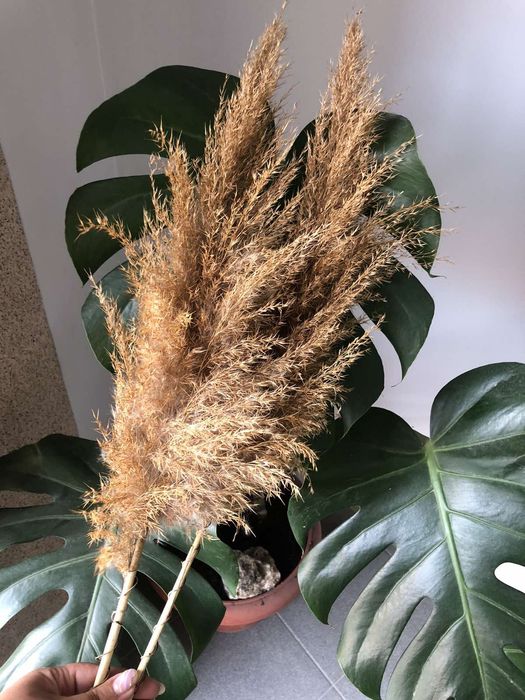 Продам очерет декор