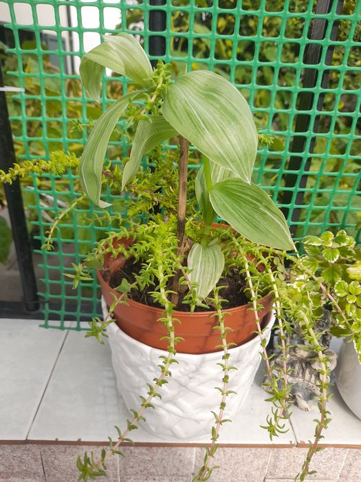 plantas  variadas