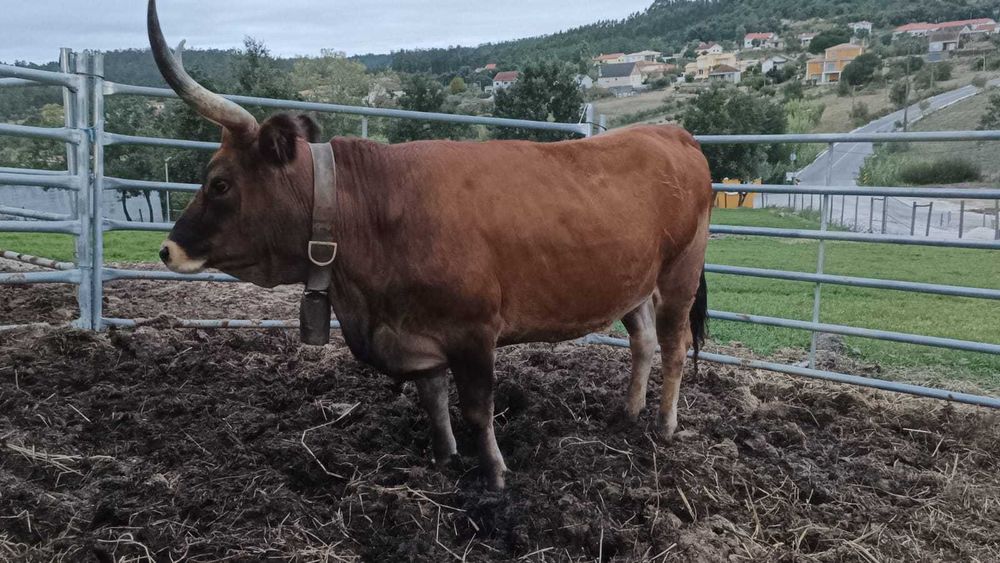 Vaca Cachena Com Cria