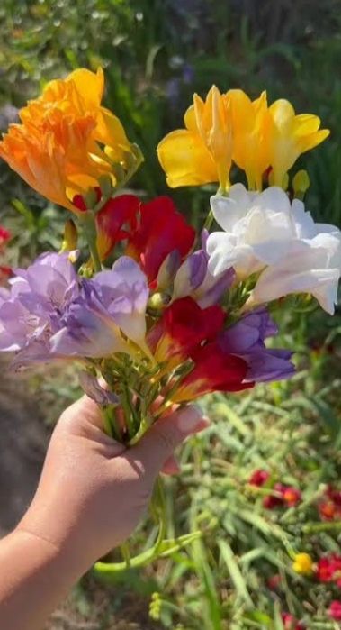 Продам цибулини фрезії махрової