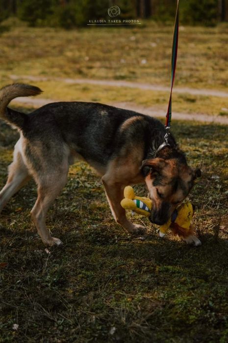 Młodziak Rapi wypatruje chaty! :D