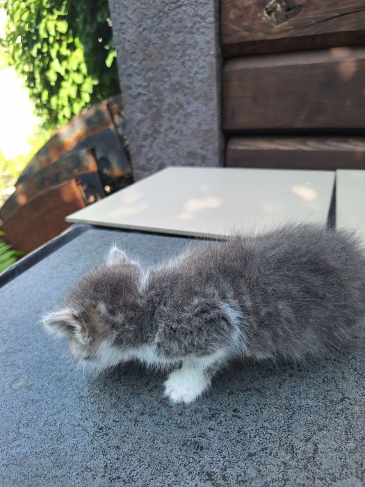 Віддам кошенята.  .
