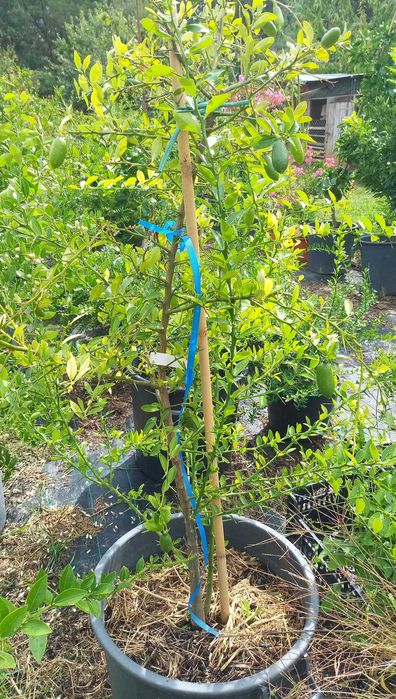 Planta XXL Limão Caviar Produtivo com 6 Anos !