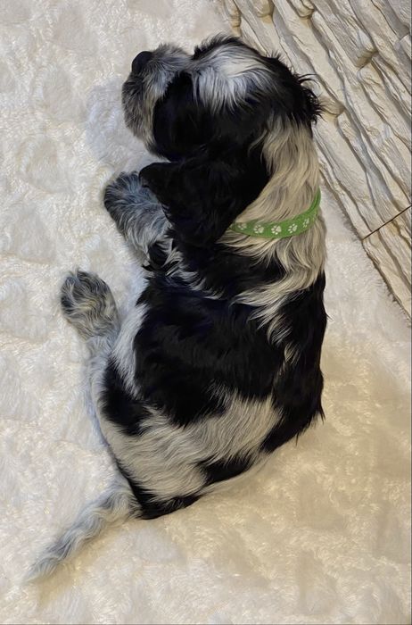 Cocker Spaniel Angielski Pies Bakuś