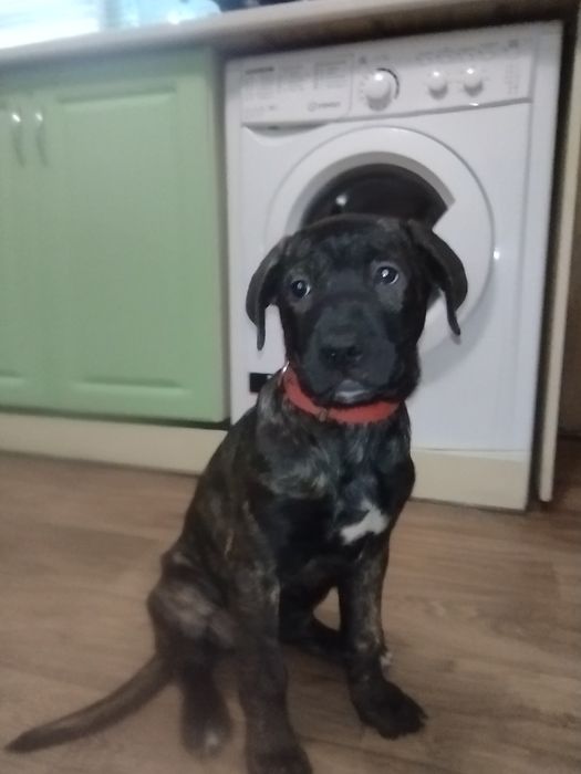 Віддамо безкоштовно щеня Кане Корсо