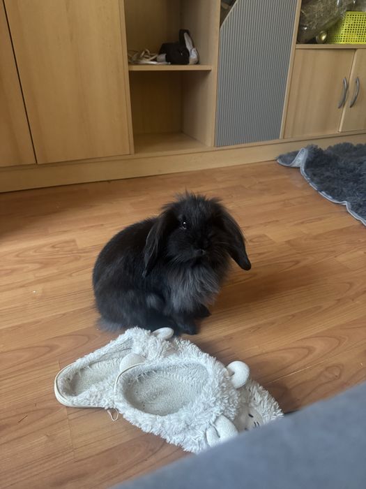 oddam krolika mini lop