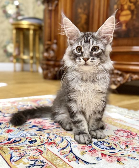 Мейн Кун- хлопчик  black silver tabby ns22
